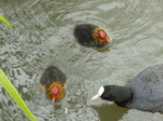 FZ029755 Coot and chicks (Fulica atra).jpg